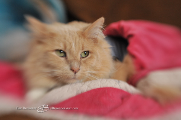 Lensbaby tilt shift manual focus lens image, cat in blanket