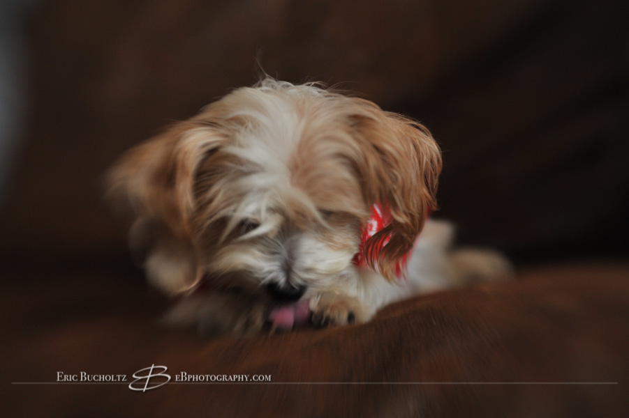 Lensbaby tilt shift manual focus lens image, dog washing paws